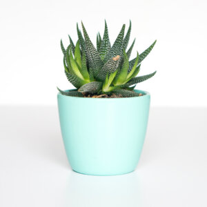 Succulent Flower